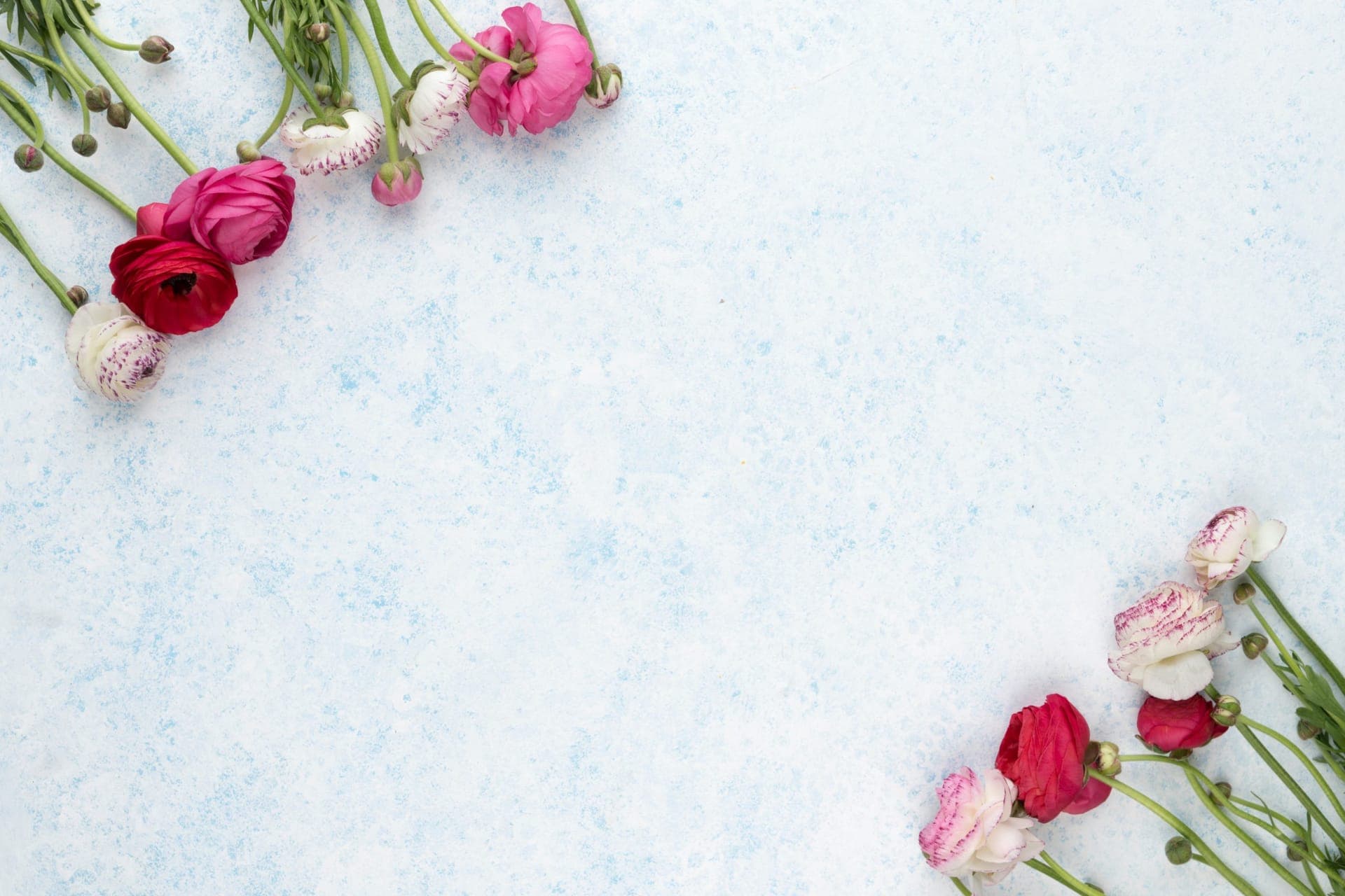 Pink and white ranunculus arranged on a pale blue background