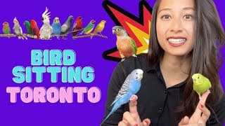 Bird Sitting Toronto Trailer | Toronto Bird Care | Bird Boarding in Greater Toronto Area