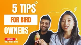 Top 5 Tips for Bird Owners | Khela Meets World | Bird Sitting Toronto