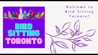 Welcome to Bird Sitting Toronto | Exotic Bird Care for Small and Medium Parrots